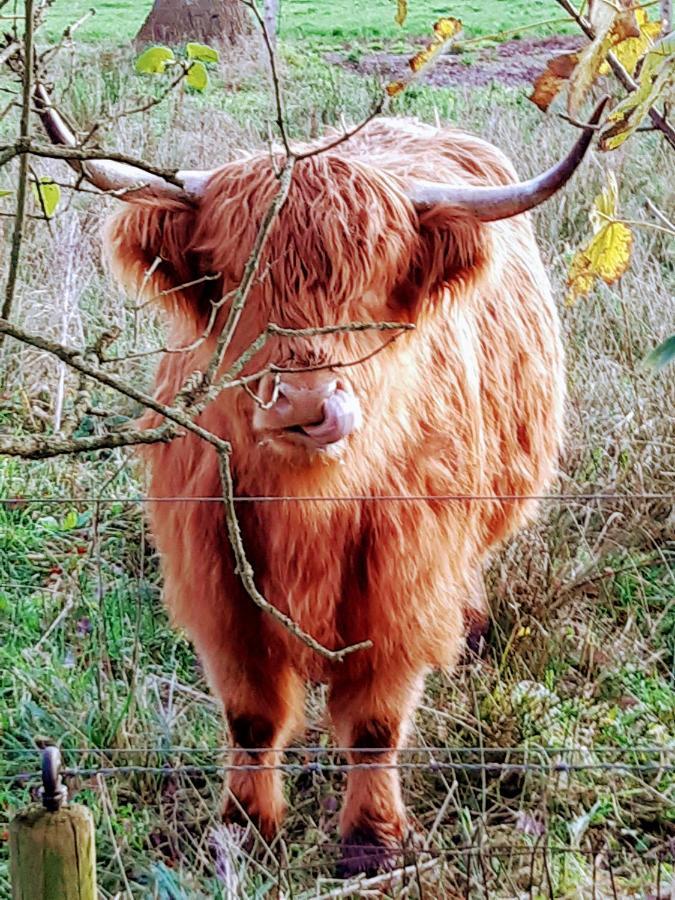 B & B Twijfelveld Assen Esterno foto